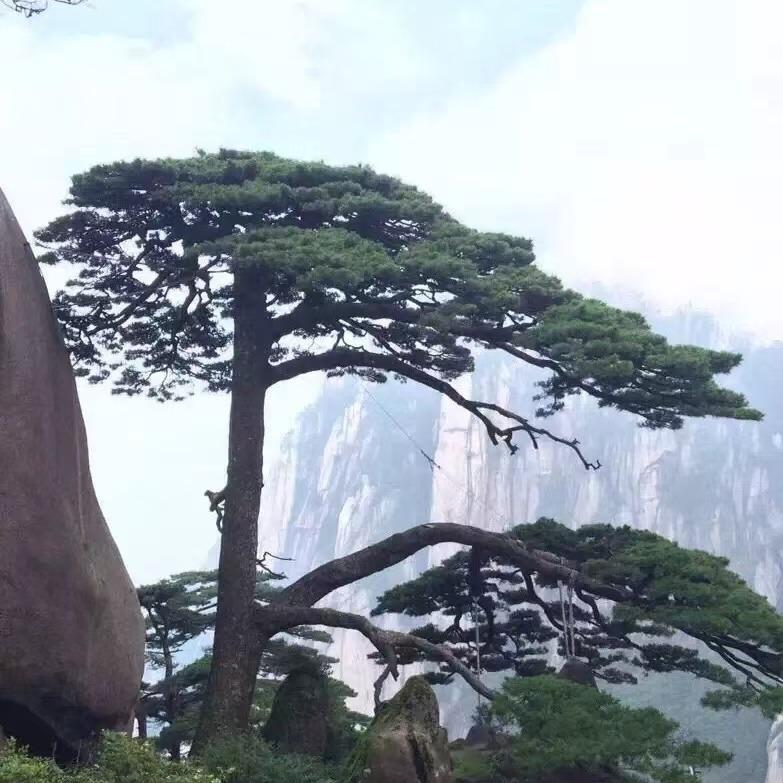 松鼠Ai(宿州)有理老师