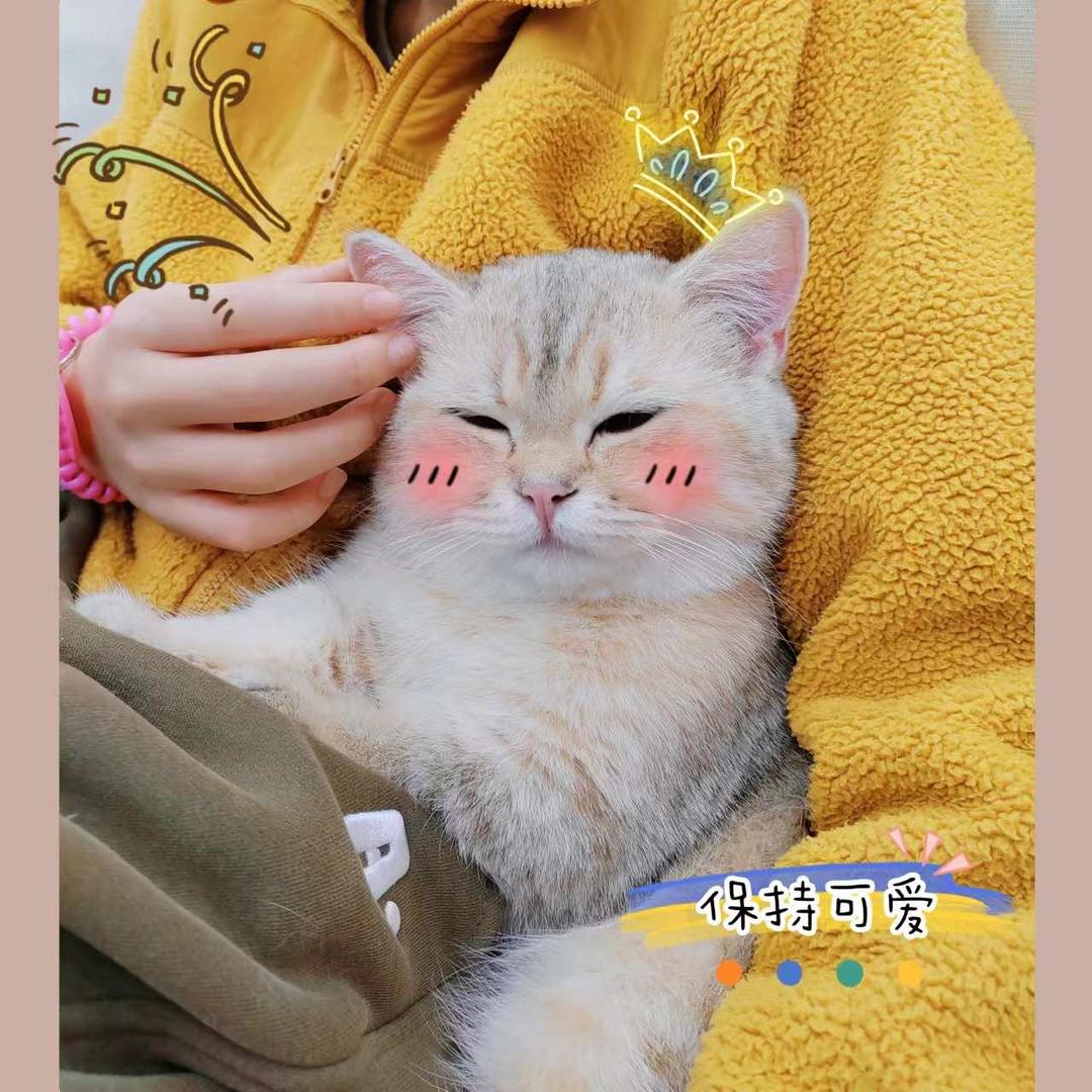 帕普斯宠物旗舰店