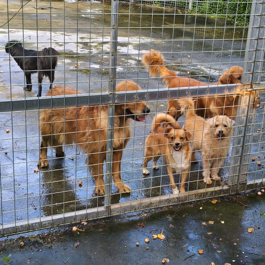 铲屎官俱乐部-（个人无团队）