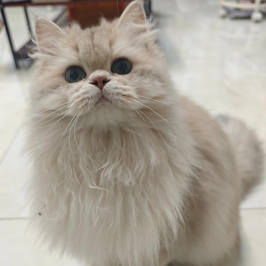 宠粮坊