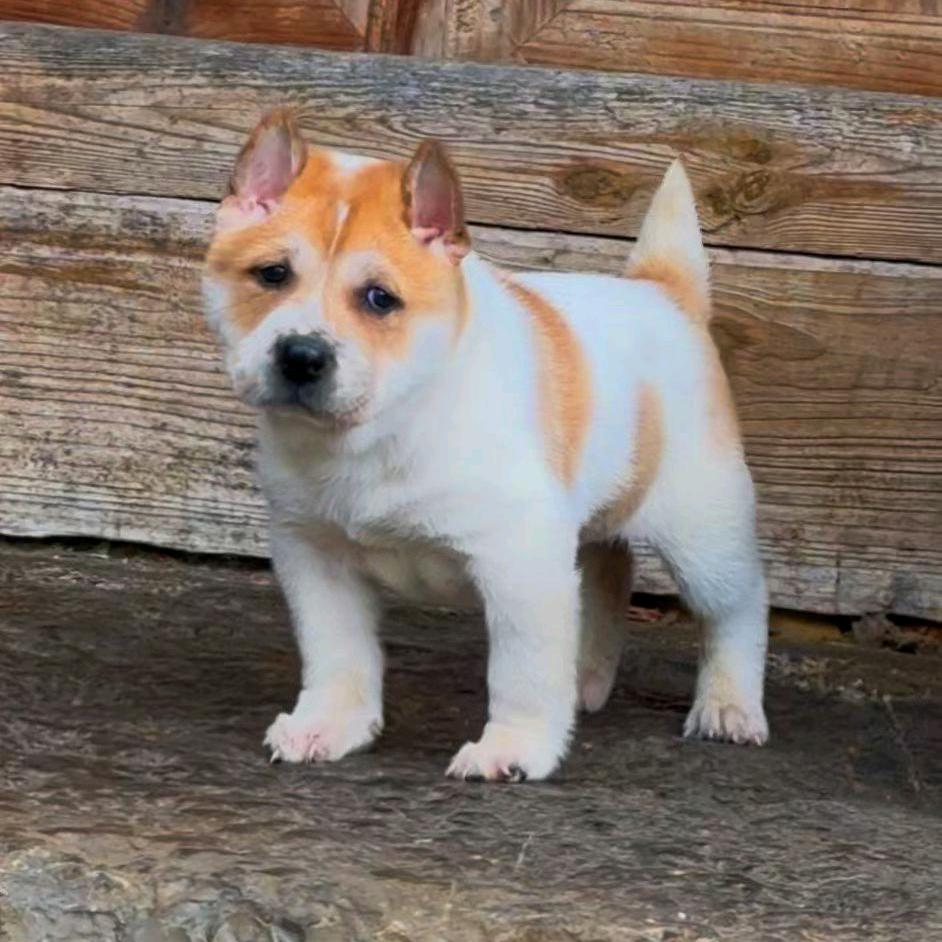 砂锅牛杂煲官方号