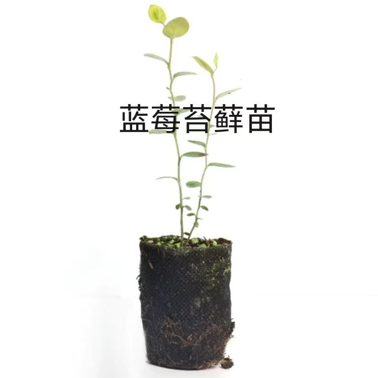 江小囤花园