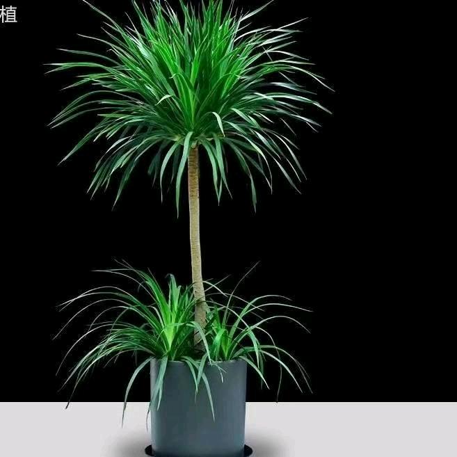 鸟语花香绿植店