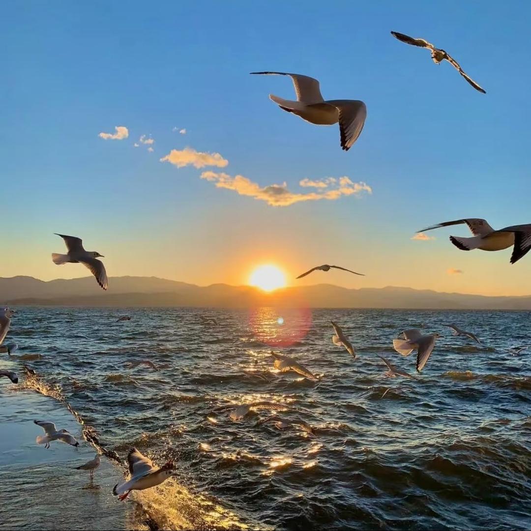 栖凤潮牌直播号