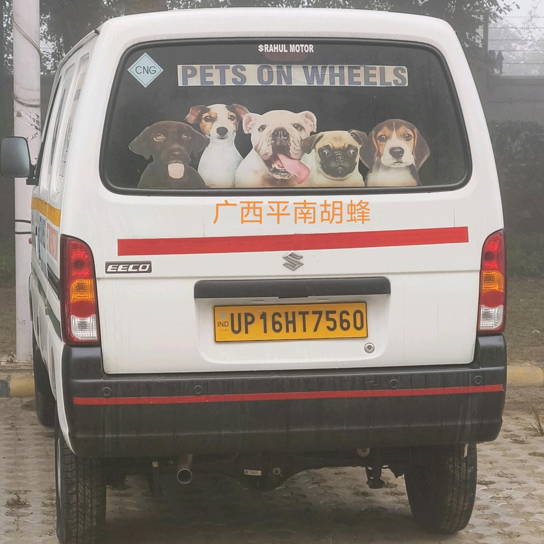 广西平南胡蜂