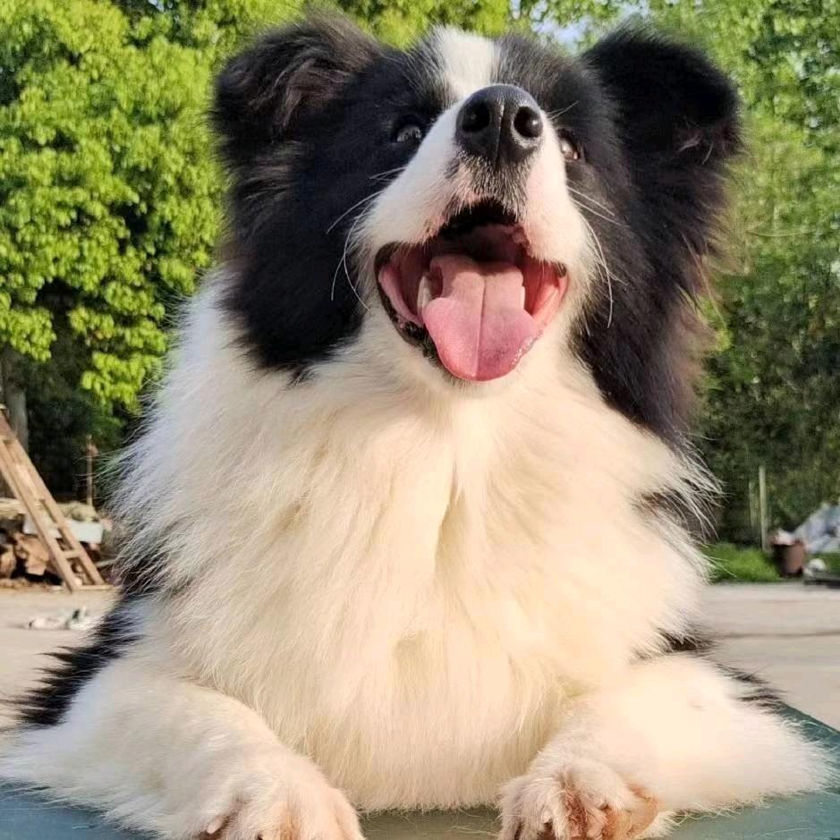 豪牧边牧犬舍