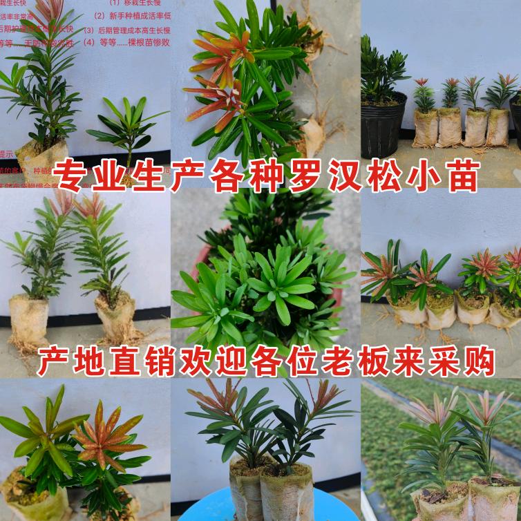 北流市阿贵七彩园艺场（罗汉松苗产地）