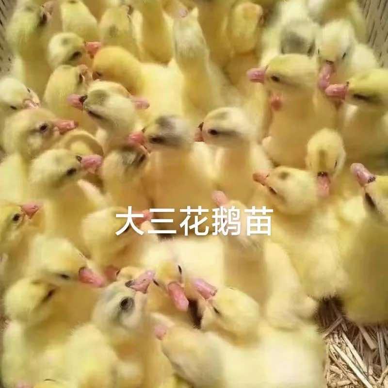 双东餐饮的小鹅鹅小小的鹅宝贝