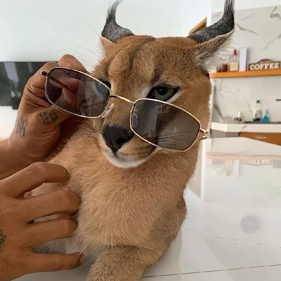 恺垦商贸商直播号