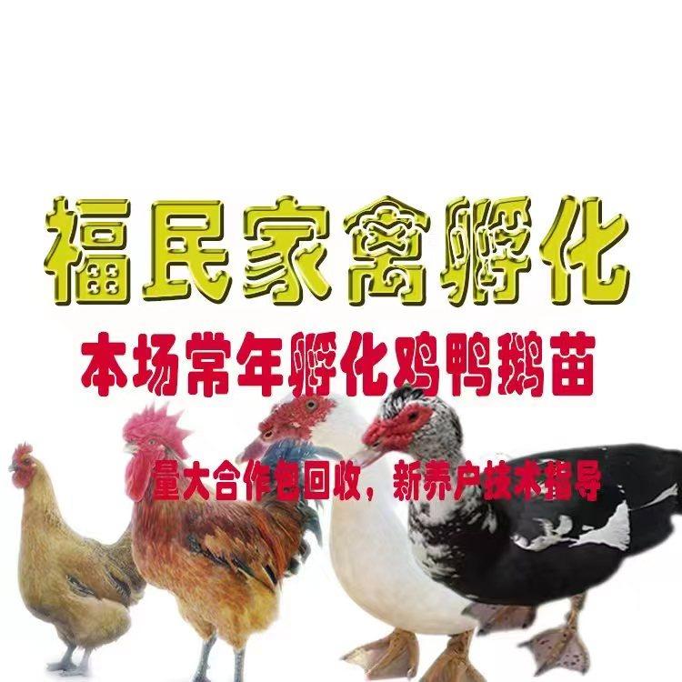 福民禽业