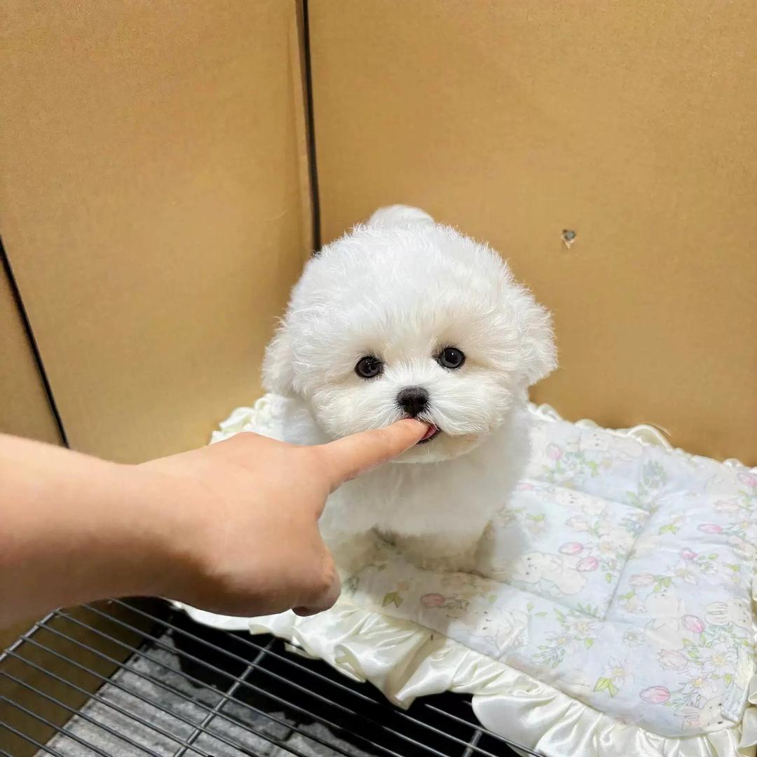 比熊泰迪熊-速臻汇