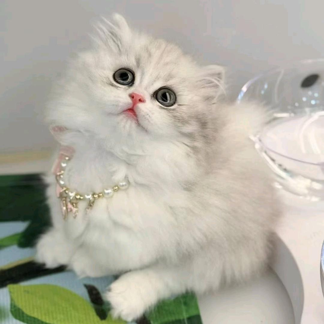 宠来宠往宠物会所官方号