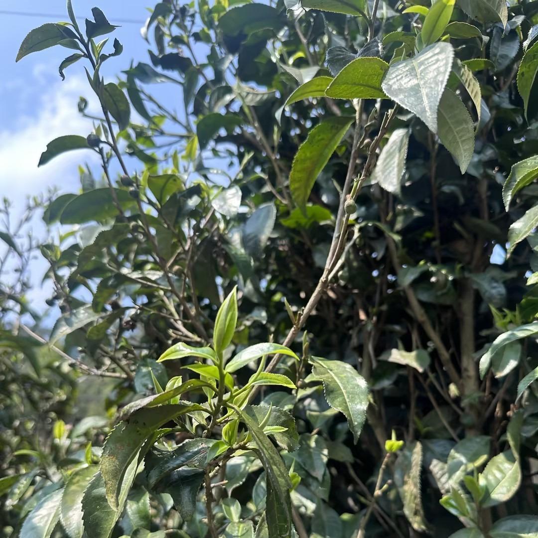 普洱生态茶小店