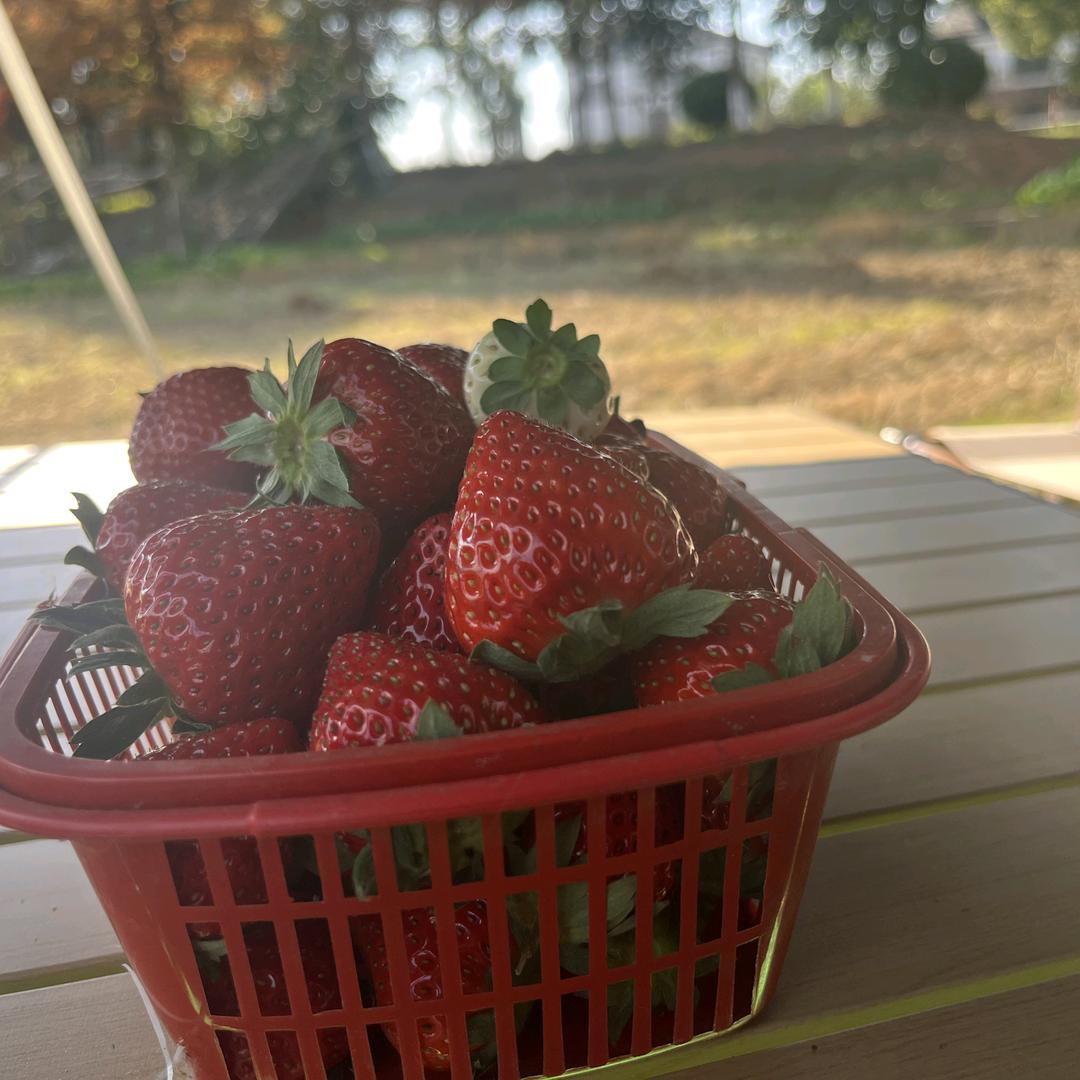 益沅生态草莓园官方号