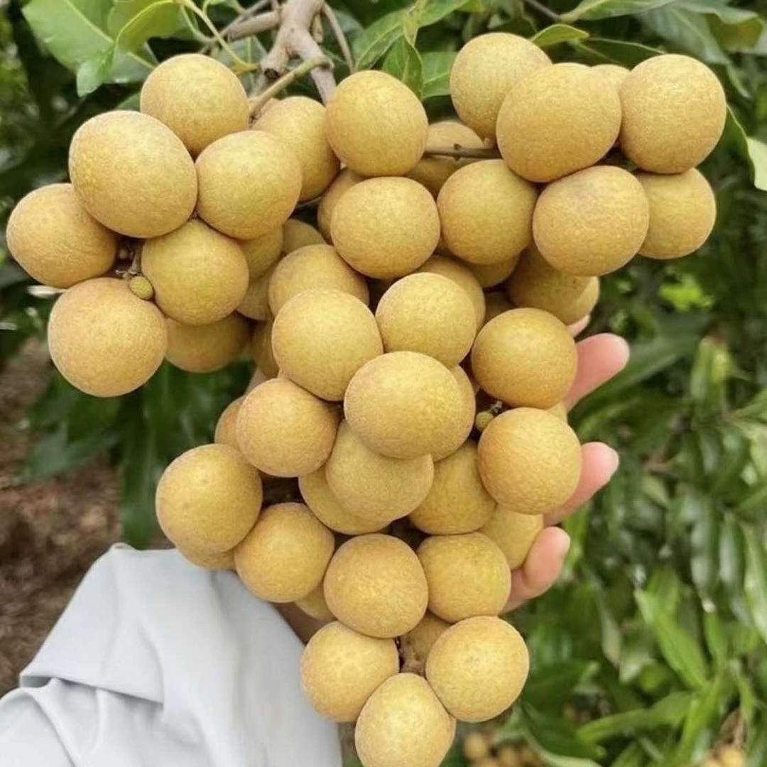 阿香果园三号店龙眼园