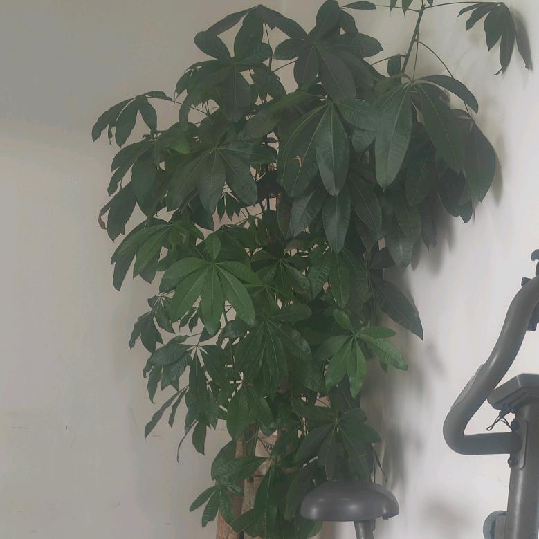 马占明涛
