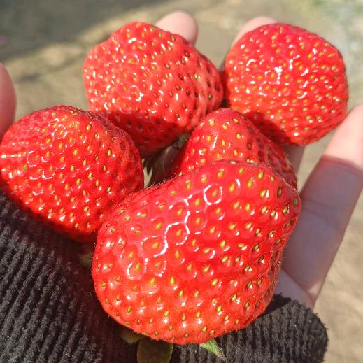 倪家小院草莓火龙果采摘园官方号