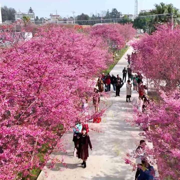 凯大樱花乐园