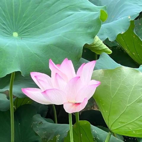 顺发(皓梁)