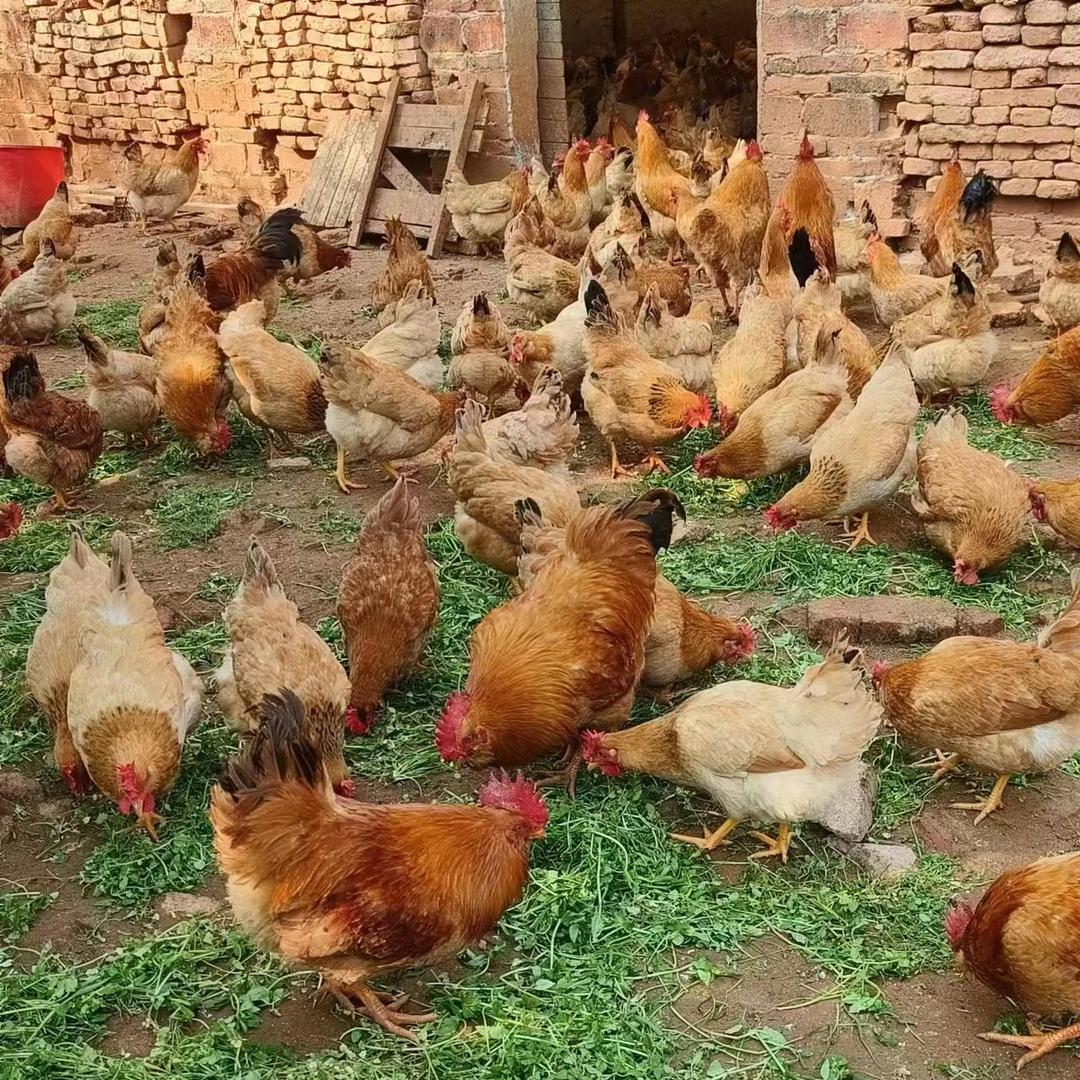 新田县勤勤生态养殖销售点