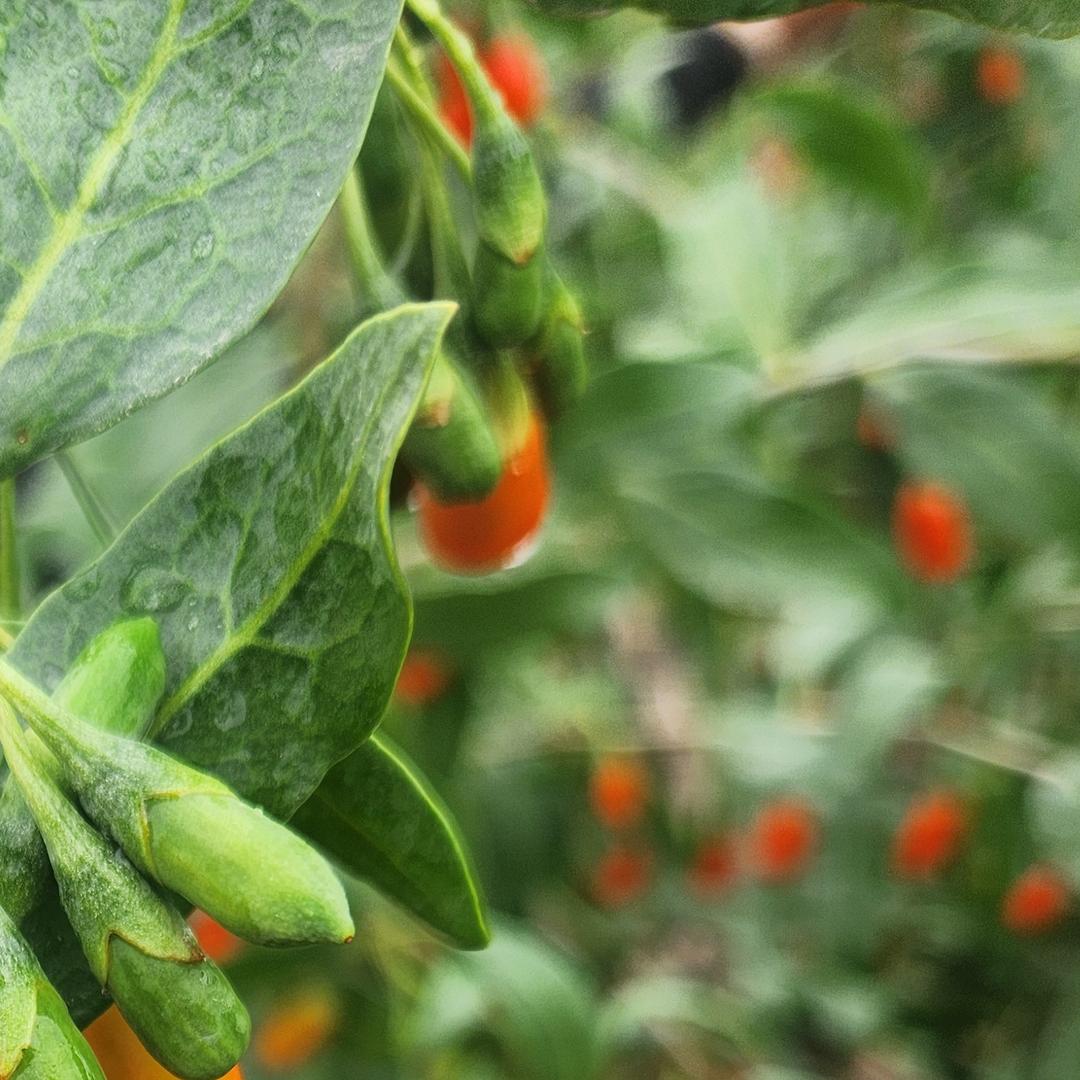 郑州富邻网络科技有限公司直播号