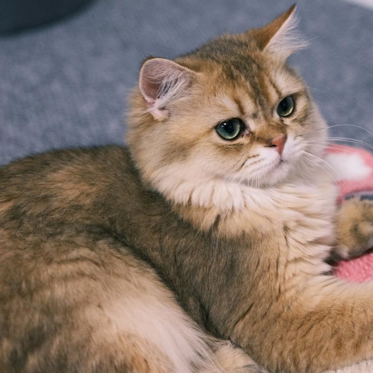 猫猫打工记·猫咖（江宁店）