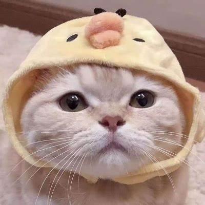 小小鹿