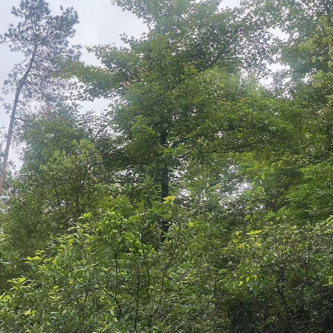 晨光文具(万科幸福誉店)广州市同众科技有限公司公司运营号