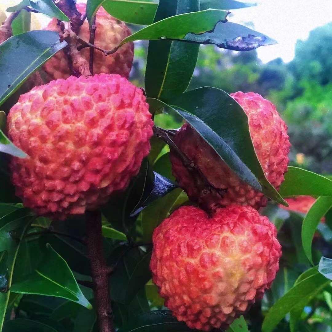 火山口公园菊大姐家荔枝王采摘园