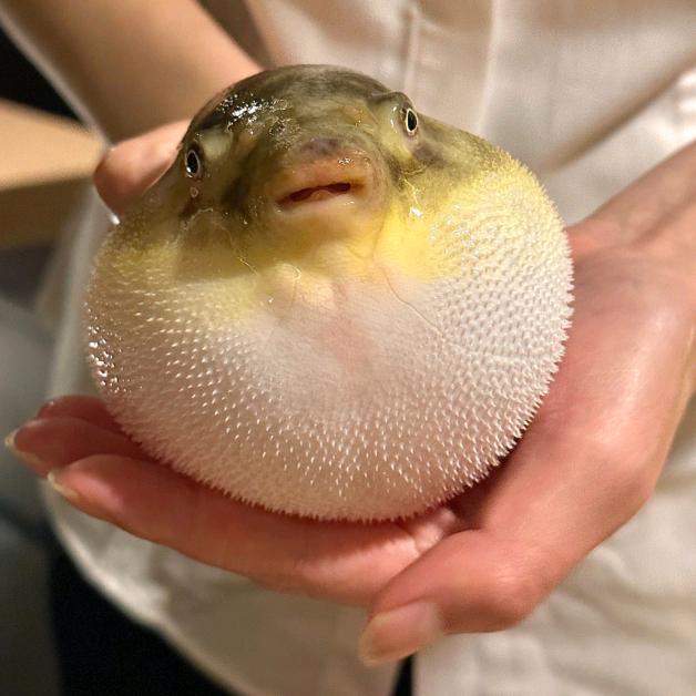 大西南青竹赤眼批发—横县鱼生(禾塘路)官