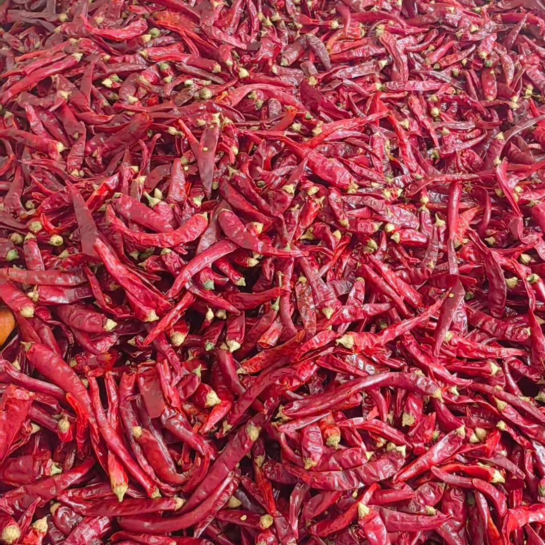 辣椒新干辣椒文霞妍丽