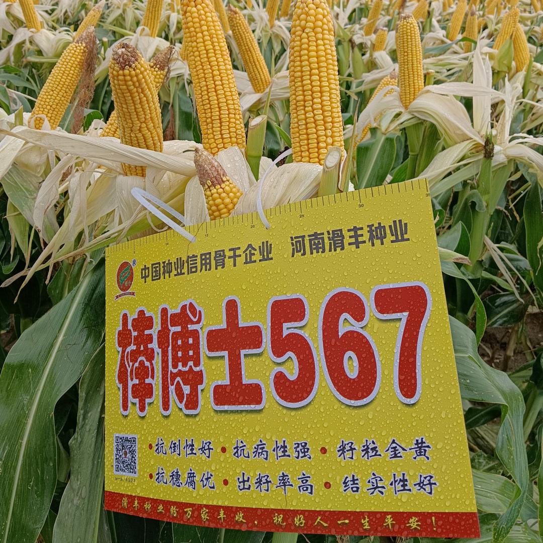 万金喜洋洋种子站