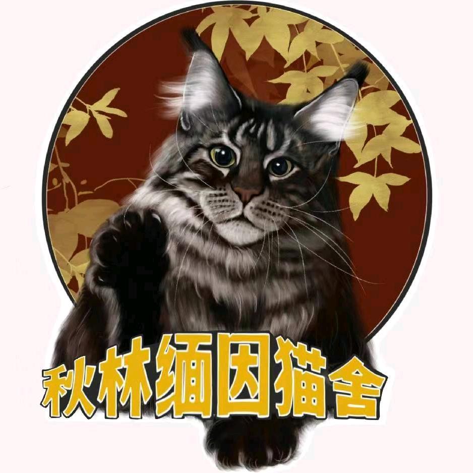 秋林缅因猫舍官方号