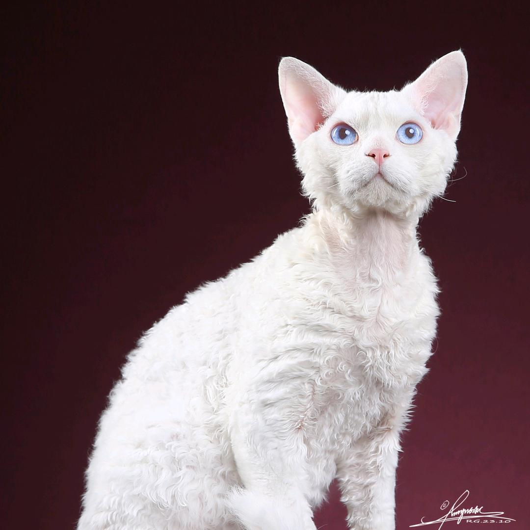长春然然猫社