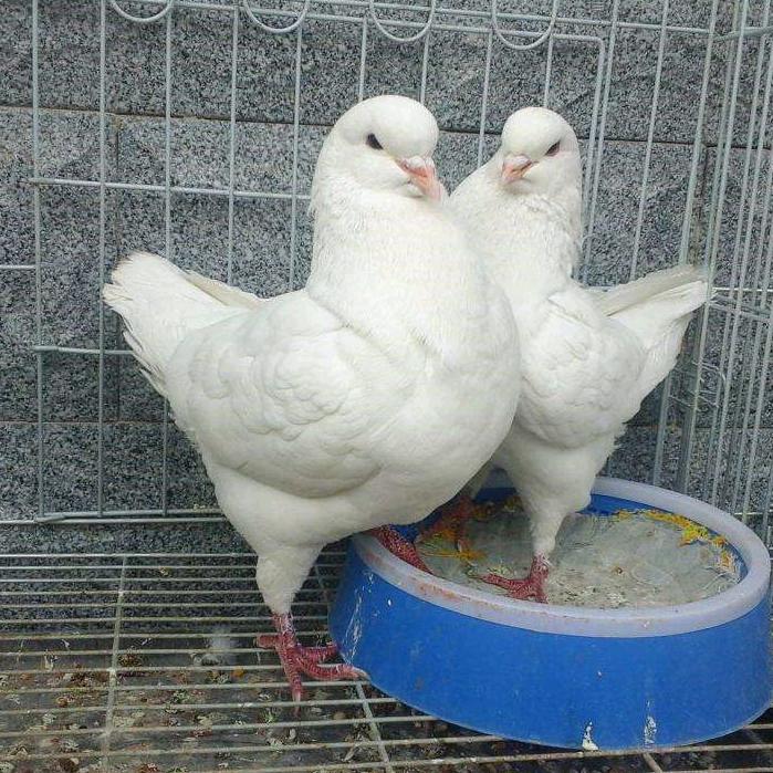 周姐养殖