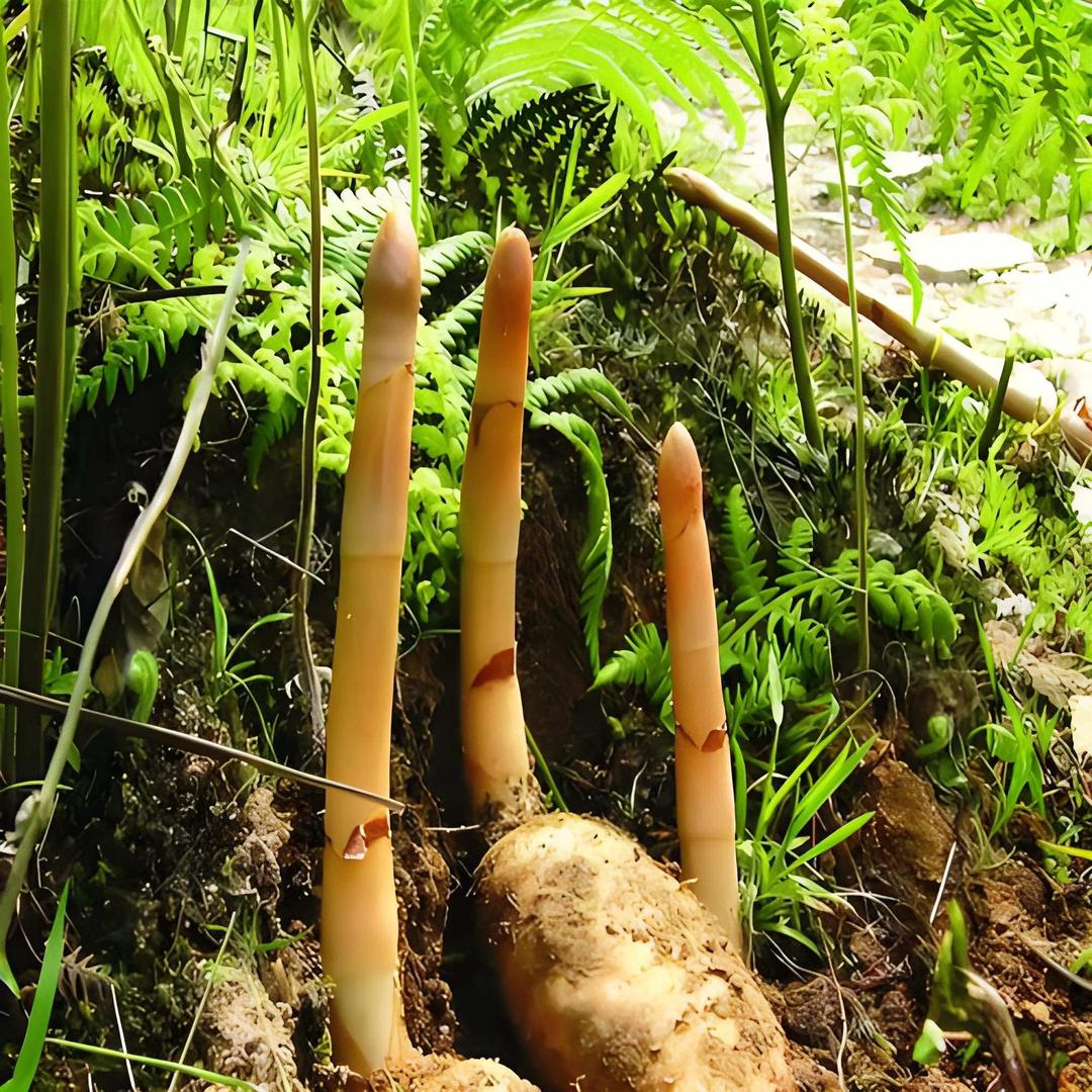 广州红鼎源药膳猪肚鸡