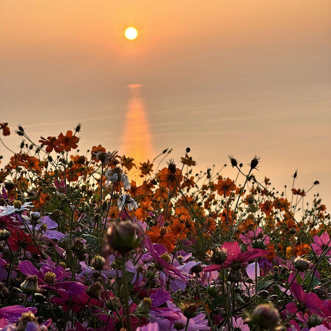 云海花田