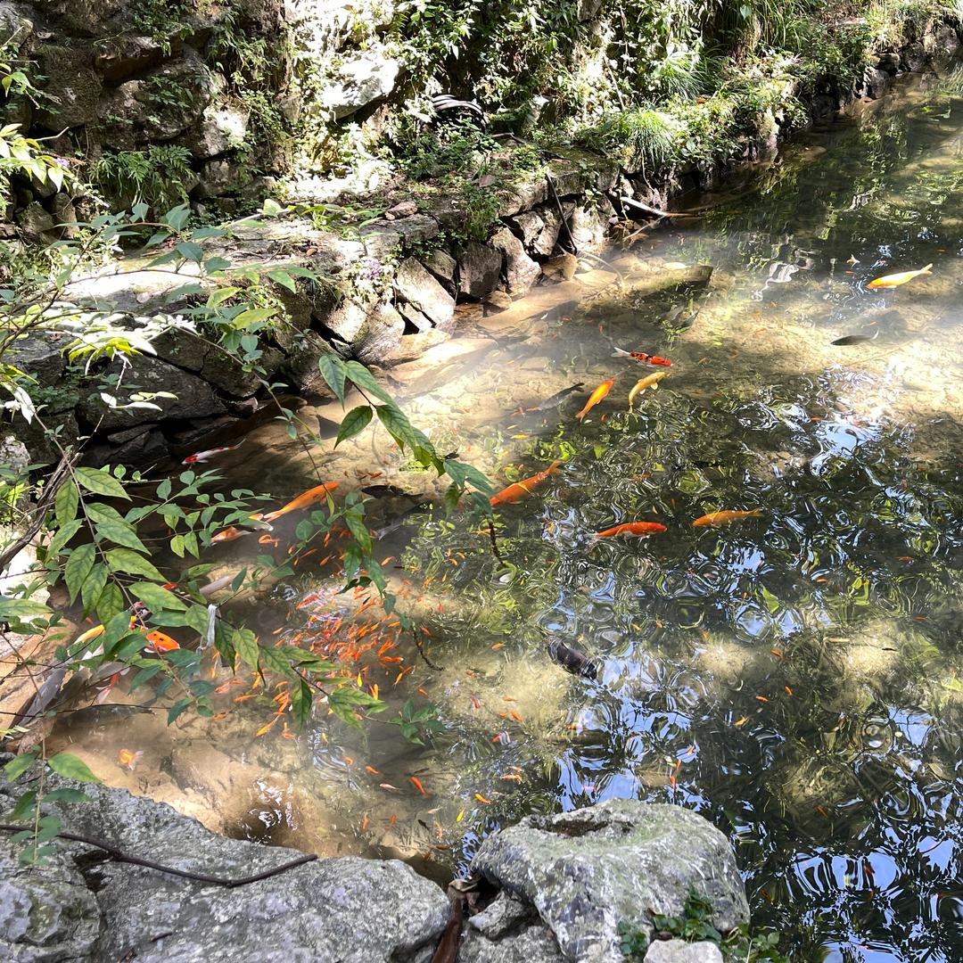 诚信烟店(旧宫新苑店) 诚信烟店-直播号