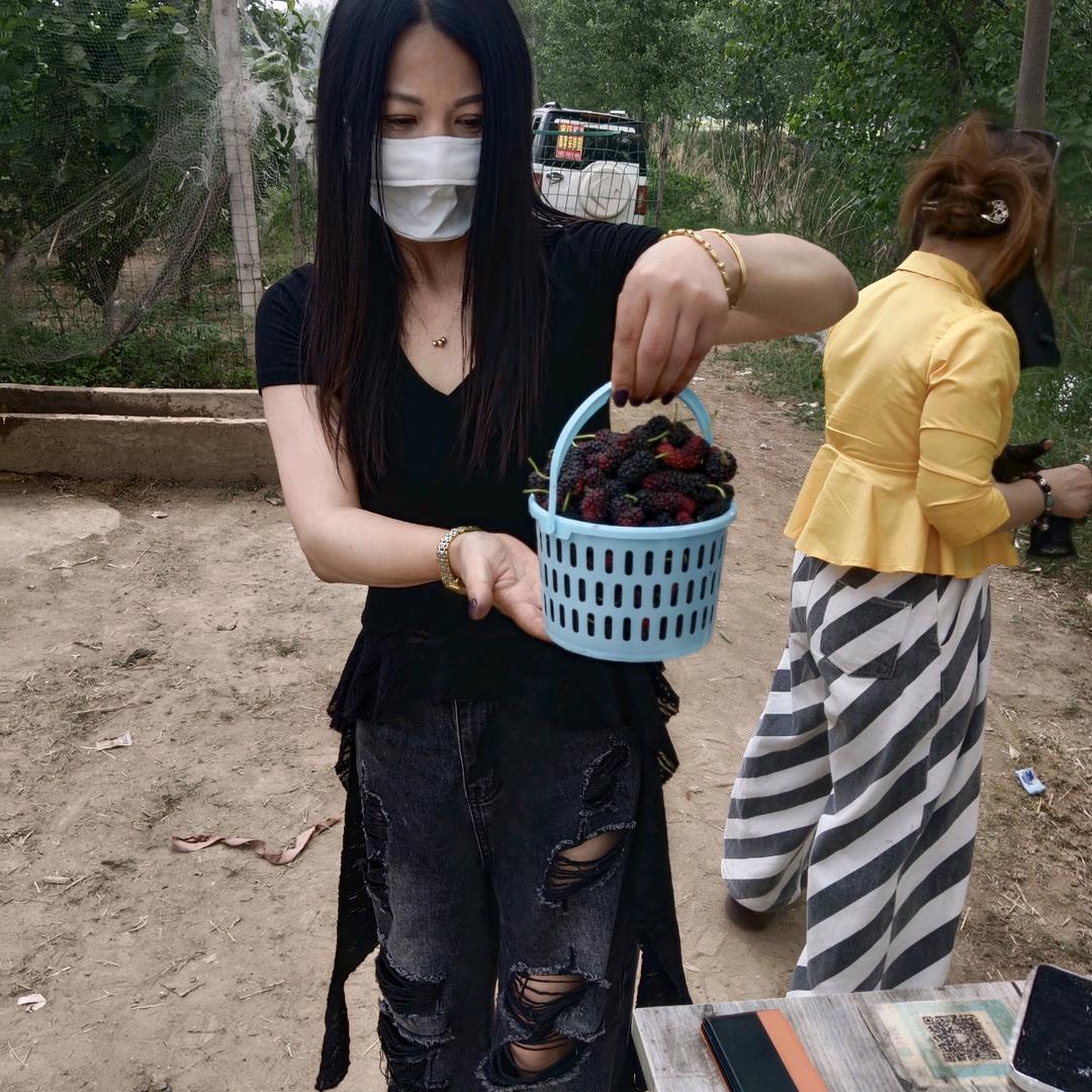 商丘桑葚哥卓依农场