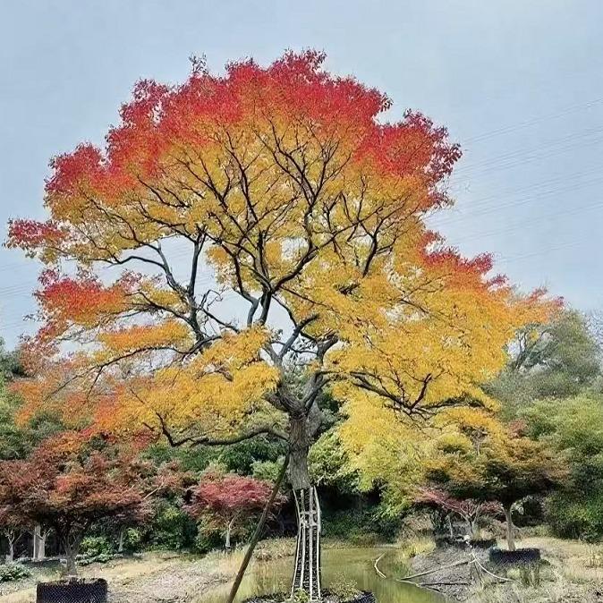 忠豪苗木种植园官方号