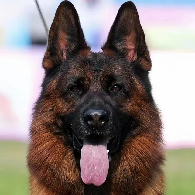 犬业繁训基地