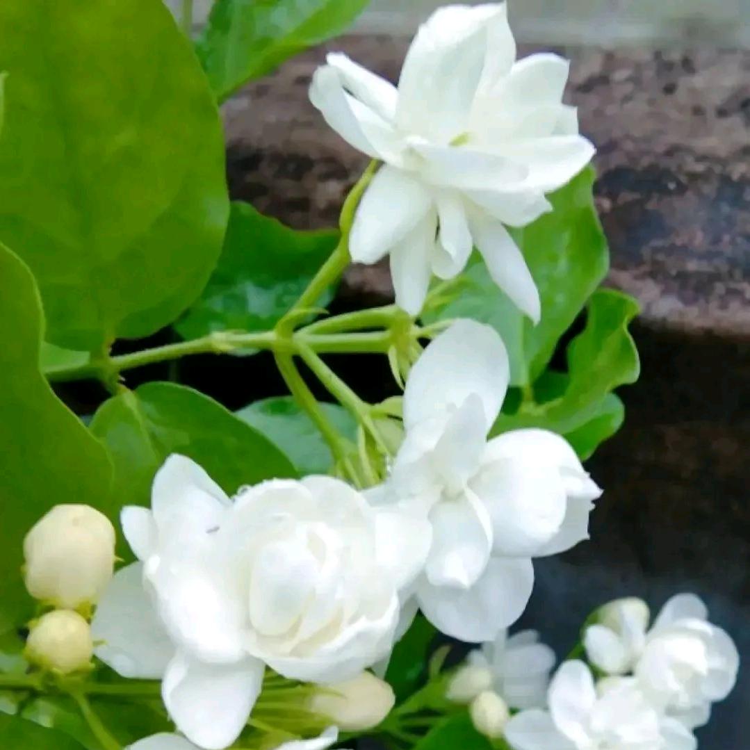 花世界花卉绿植