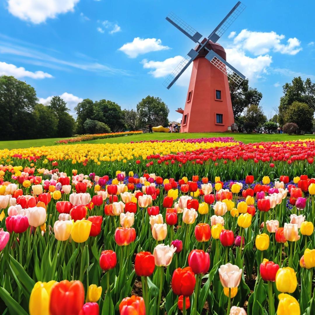 中国月季园·郁金香花海