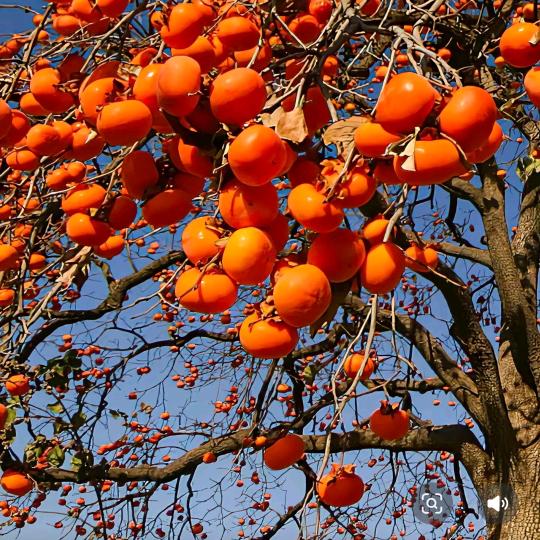 舒馨旅馆(南阳信臣中路店)官方号