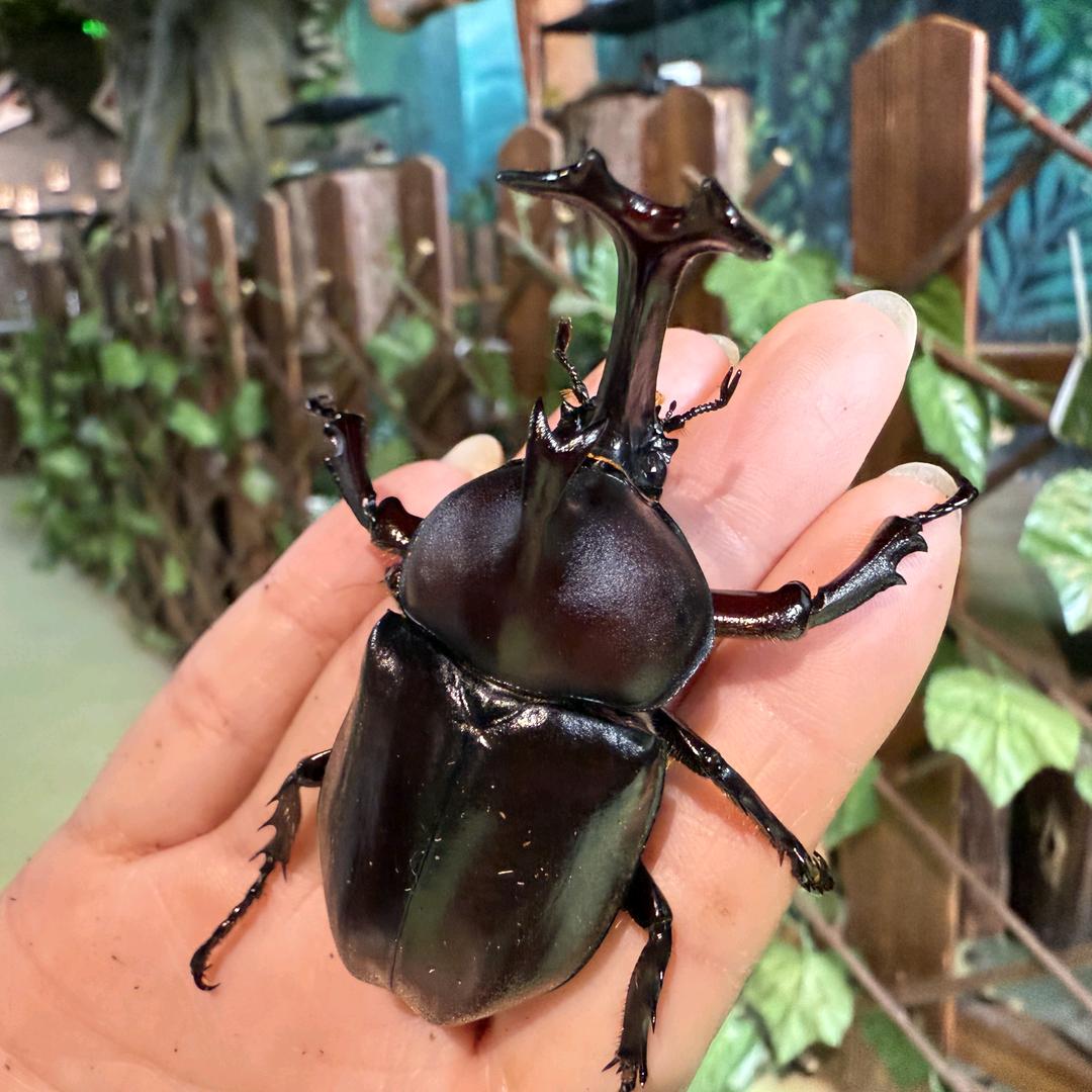 邯郸市奇乐岛萌宠科普有限公司