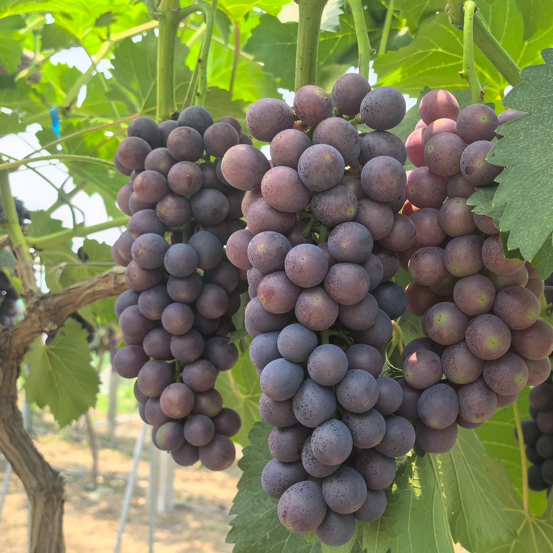 杨老四葡萄采摘基地