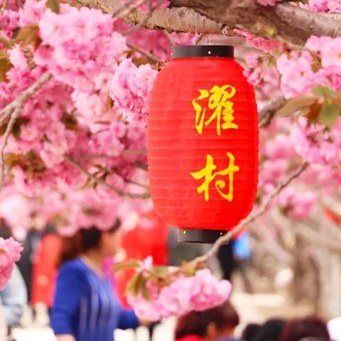 莱阳濯村樱花园