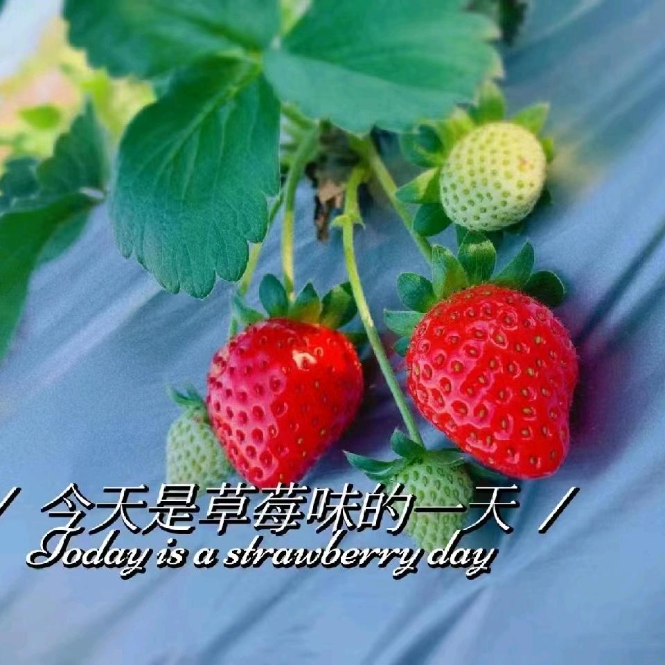 福州乐享草莓农场（可送货上门）