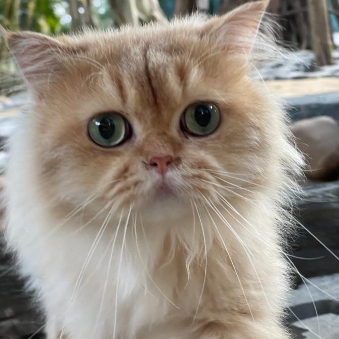 全国直营直播号