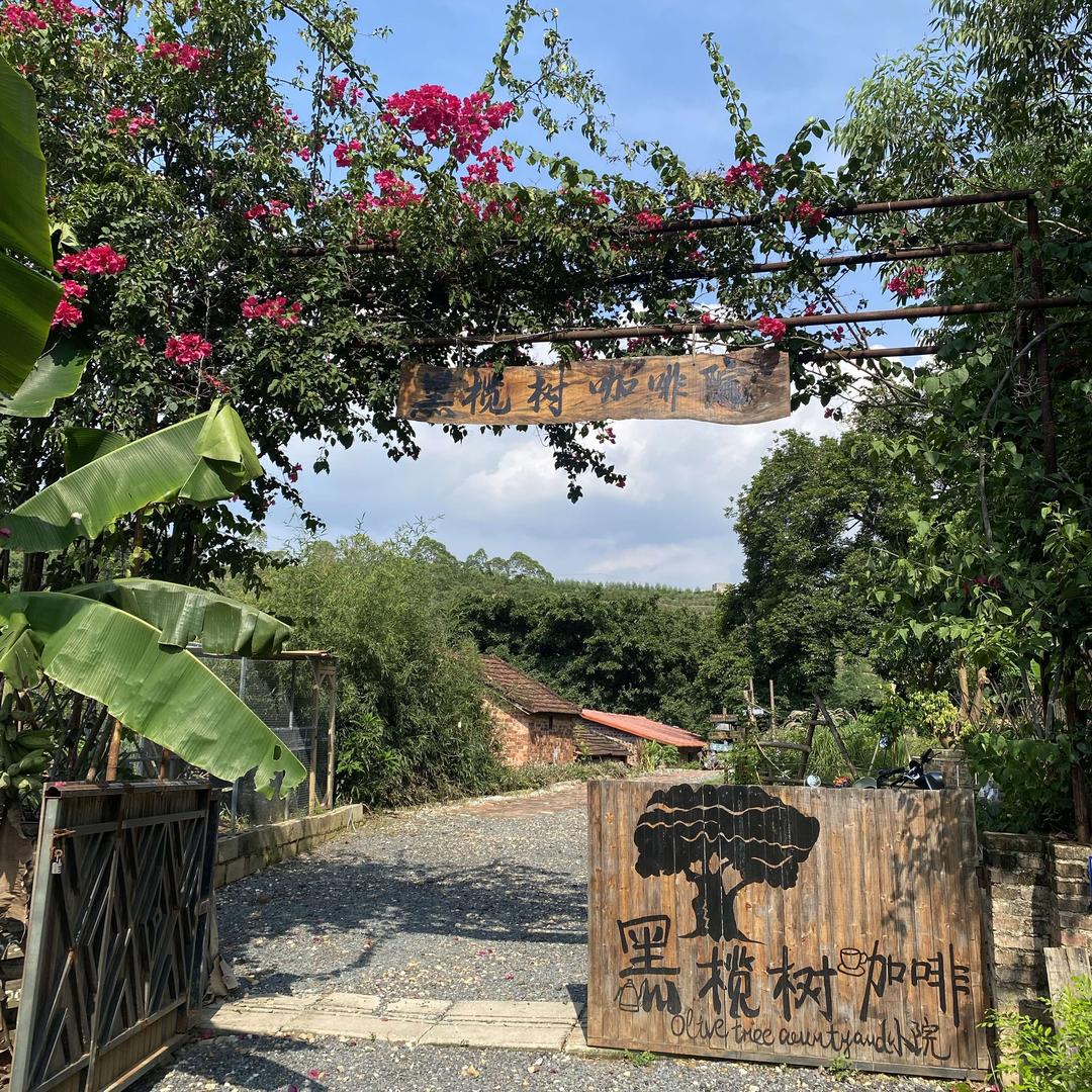 黑榄树咖啡小院官方号